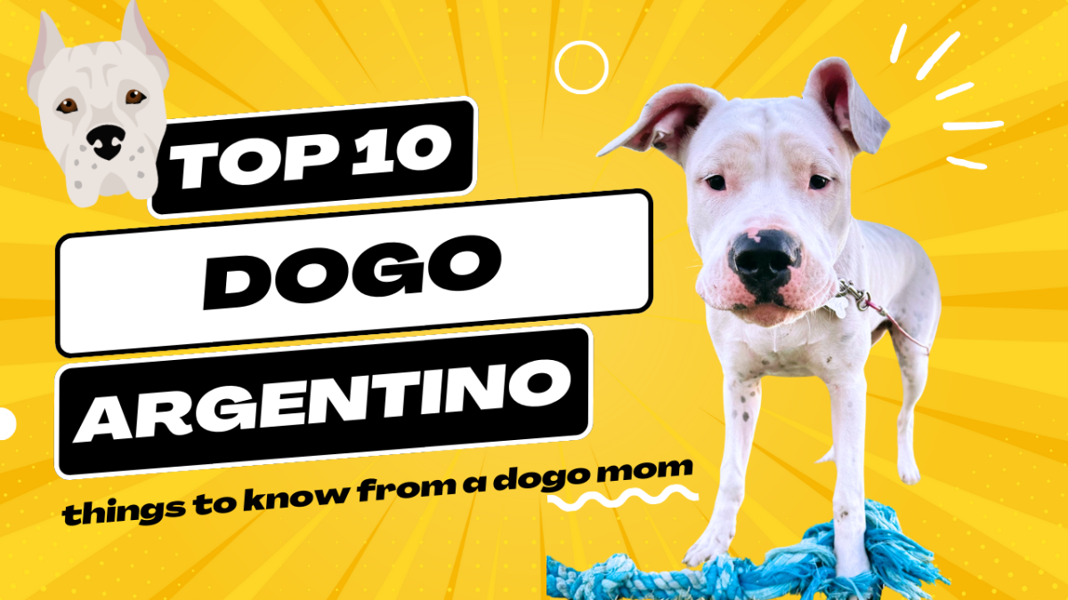 Owning a Dogo Argentino Puppy: A Guide To Raising Dogos